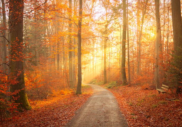 autumn_forests_trees_trail_foliage_bench_rays_of_577610_1280x893.jpg