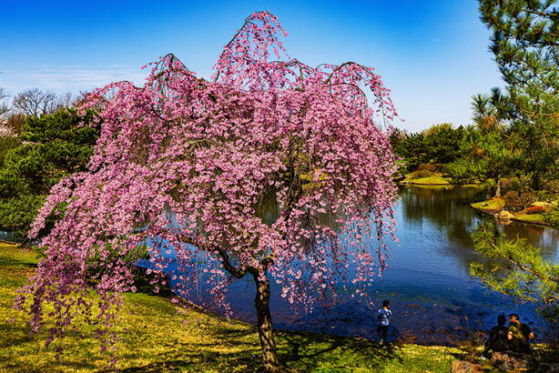usa_spring_flowering_trees_rivers_missouri_604783_1280x854.jpg